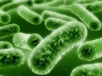 Listeria