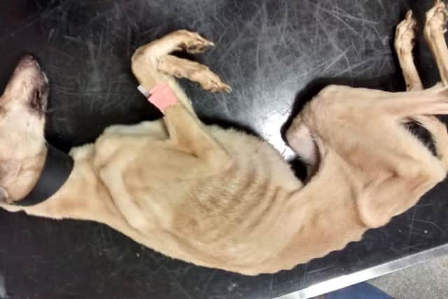 The dog, which was dying of starvation and hypothermia, sadly had to be put to sleep