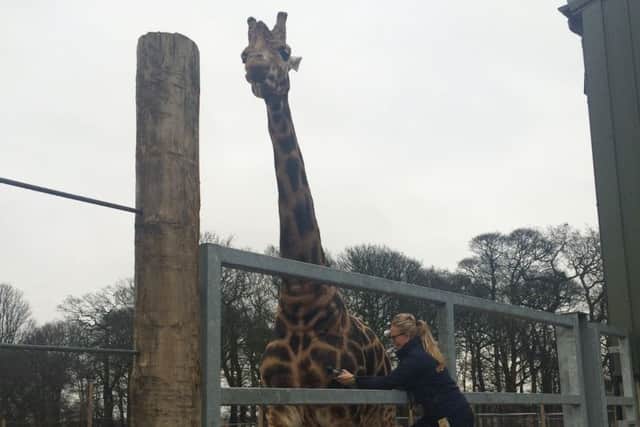 Behansin the giraffe at the Yorkshire Wildlife Park.
