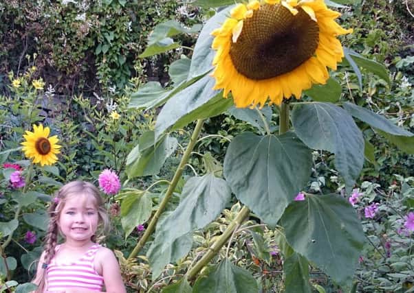 Amelie McCann with her winning sunflower from last year