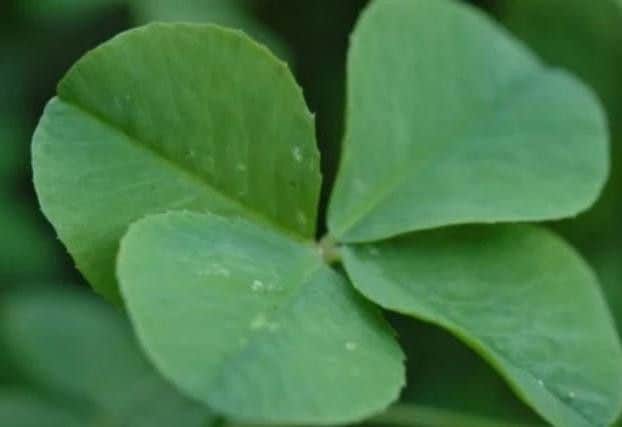 Clover