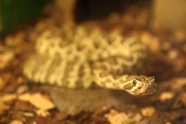 A number of species of snake are among the animals featuring on the list.
