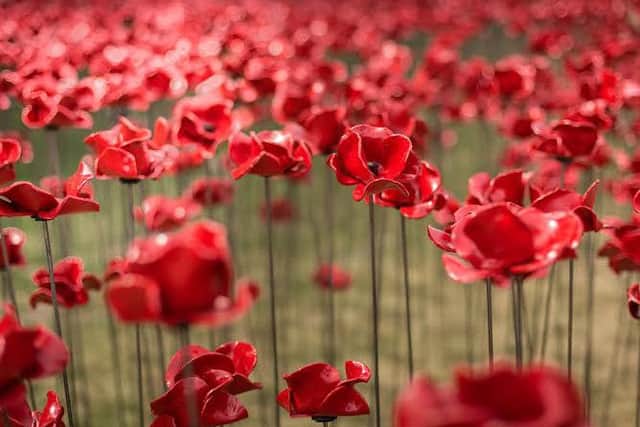 The iconic Poppies: Wave installation is coming to Lincoln Castle next year