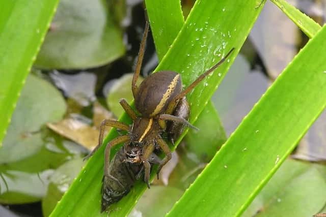 Fen raft spider