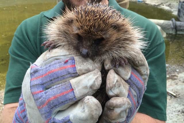 The hedgehog, nicknamed Miss Tiggy-winkles