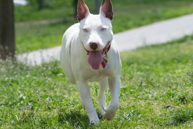 American Pitbull terriers are among the breeds banned under the 1991 Act. Credit: Shutterstock.