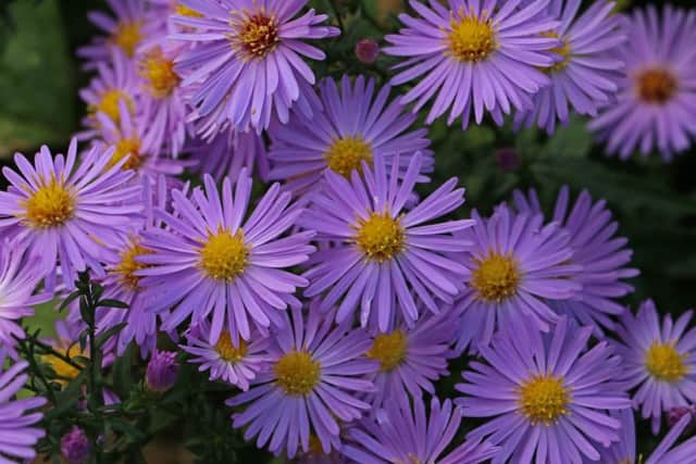 The aster, or Michaelmas daisy, is an ideal plant for autumn flower beds