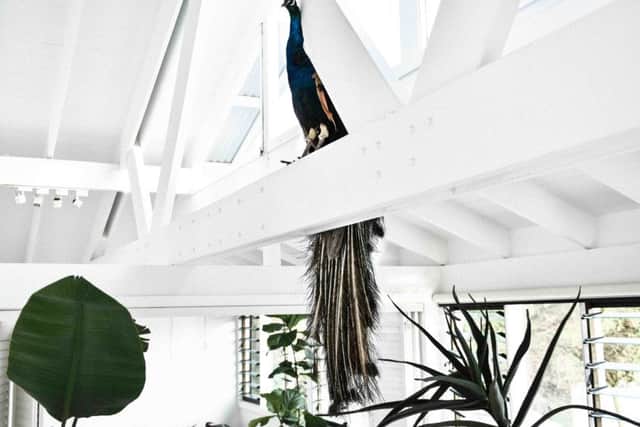 Photo of a colourful faux peacock decorates a beam at Jamie Blakey's home. Picture: PA Photo/Vincent Fahey.