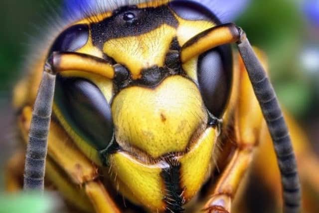 A wasp, yesterday
