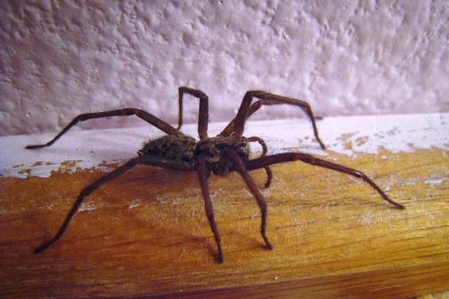 Huge sex crazed spiders the size of mice are set to invade Sheffield.