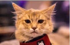 Cat at the National Pet Show