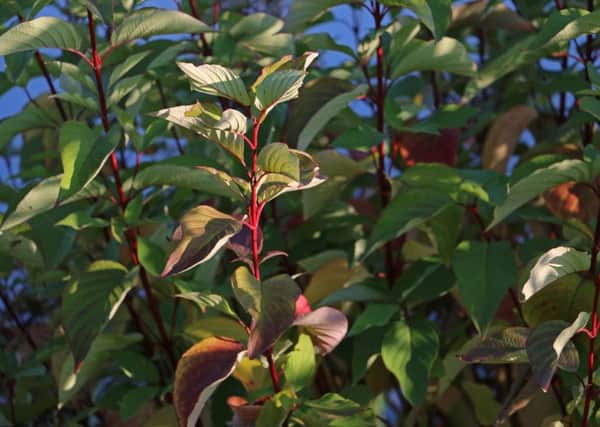 Dogwoods will bring autumnal colour to your garden in November