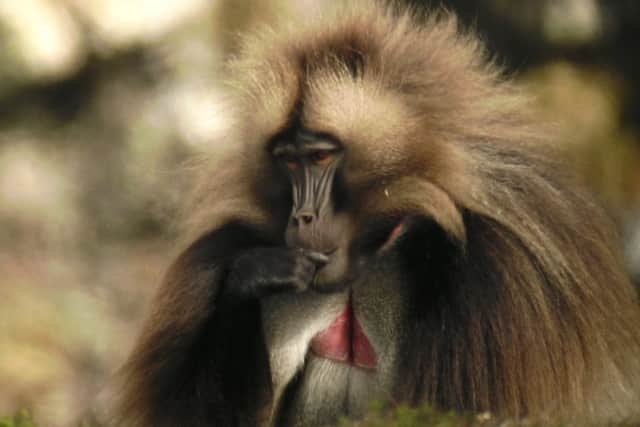 Gelada baboon in Ethiopia