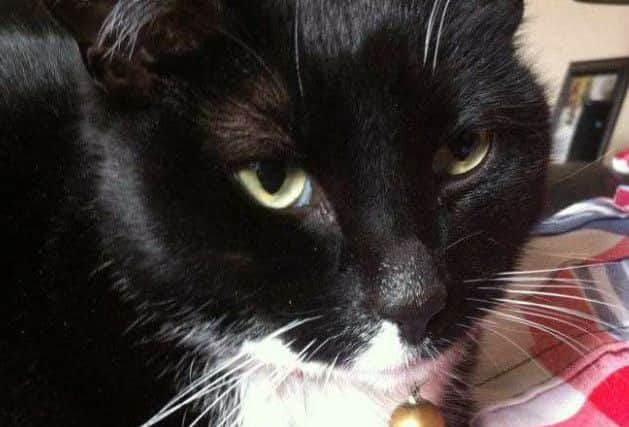 Angel, pictured, was found dead off Thievesdale Lane after allegedly being attacked by a dog.