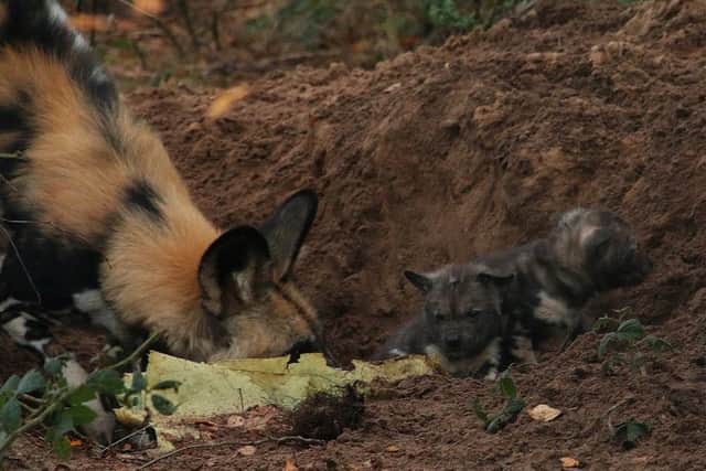 Painted Dog and pups