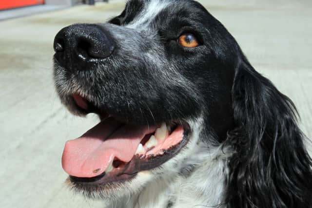 Dexter the East Midlands fire dog.