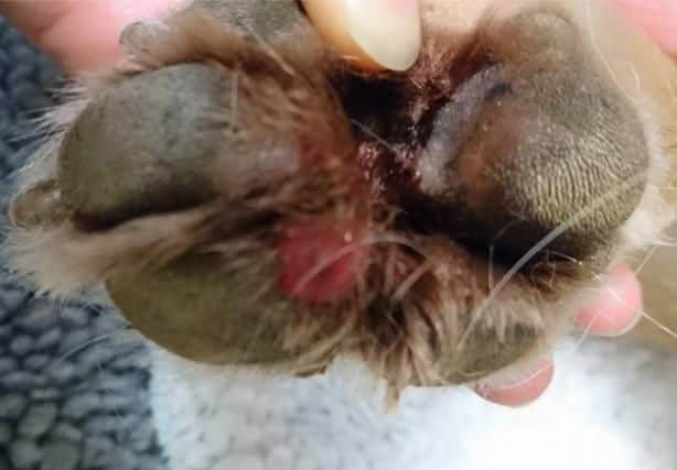 Girling & Bowditch Vets issued this image of Alabama Rot