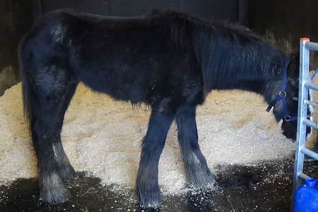One of the emaciated, abandoned ponies, Lasso.