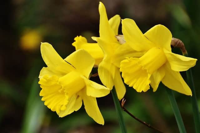 Spruce up your garden this Spring