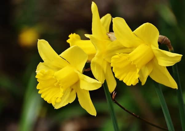 Spruce up your garden this Spring