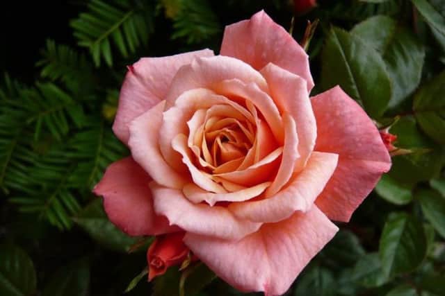 The Nice Day rose is an ideal plant for containers