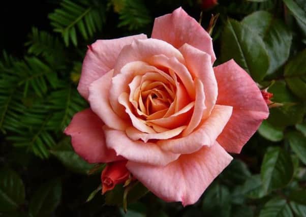 The Nice Day rose is an ideal plant for containers