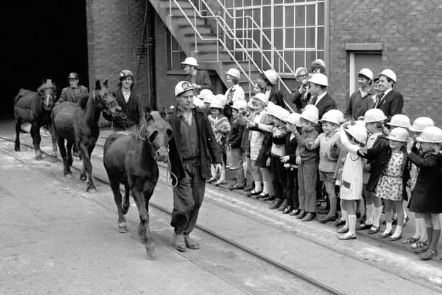 June 1971 Turk, Prince and Mettle the last three pit ponies in the Derbyshire Area retire from Shirebrook Colliery in June 1971, Turk and Mettle had spent 17 of their 22 years working down the mine while 10 year old Prince worked underground for four years.
At one time Derbyshire's Collieries used over 1,000 ponies for haulage work with the average pony working about 1,500 miles a year. Photo by Mansfield Chad.