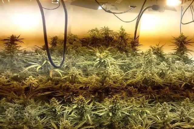 The cannabis grow was discovered in a house on Victoria Road.