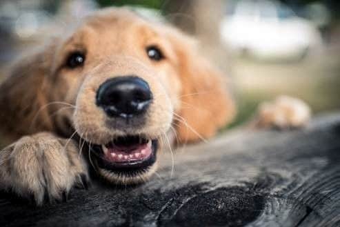 Dog tops pet league.