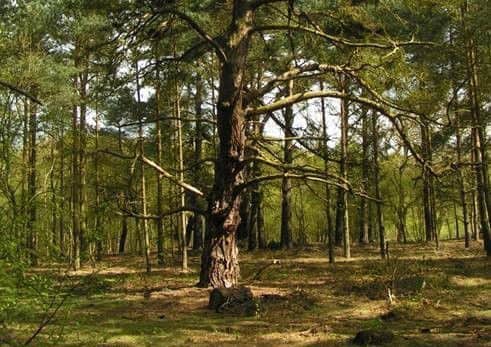 Owlet Wood, which is now a hoot to visit for wheelchair-users, thanks to WREN funding.