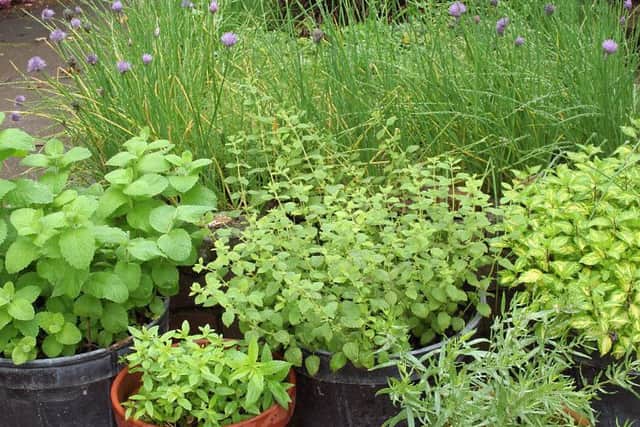Herbs are an ideal way for new gardeners to start