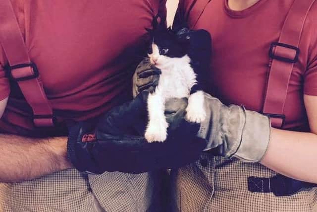 Kitten was rescued by Gainsborough firefighters