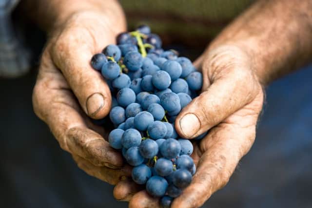Hand holding fresh bunch of grapes in the vineyard