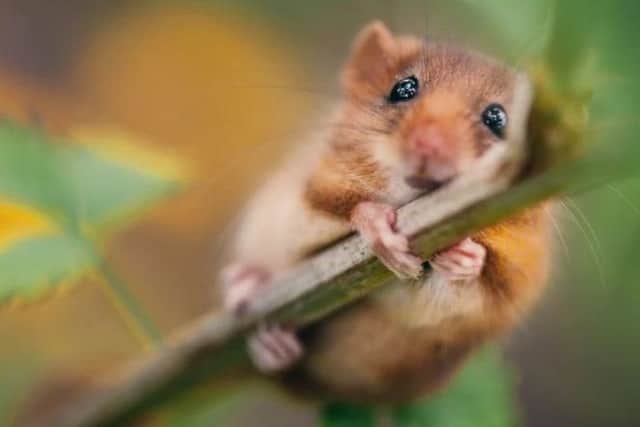 The dormouse could face extinction in a few years.