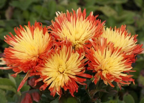 Asters are popular autumn plants