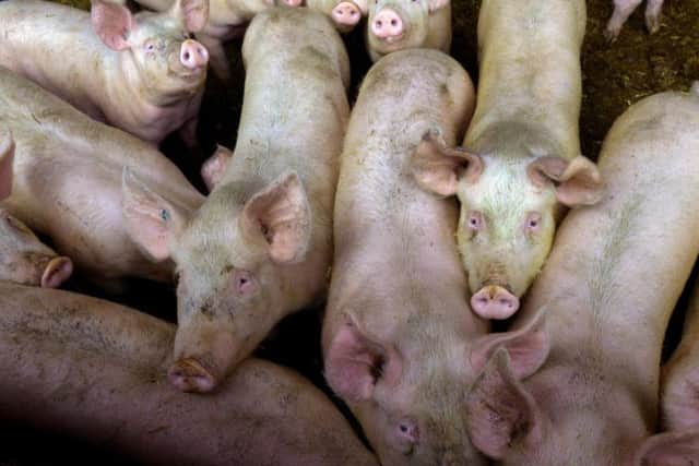 Pork products sold at a leading supermarket may have infected British shoppers with a virus that can cause liver failure and death
