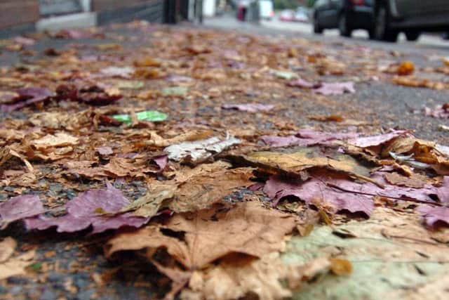 Autumn leaves.