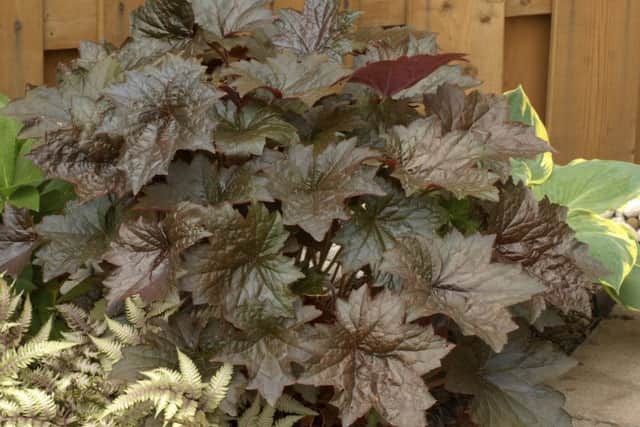 Heuchera is a popular autumn plant for many gardeners