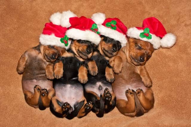 Miniature smooth haired dachshund pups Faith, Hope, Lincoln and Google dream of what Santa Claus has in store for them as they cuddle up in this picture, sent by Andrew Norris, of Gainsborough.