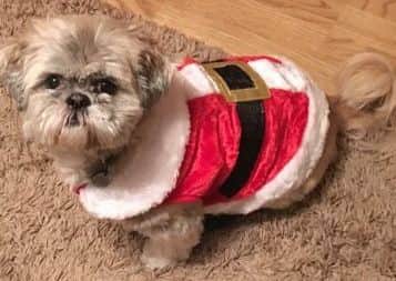 Eight-year-old Archy, the shih tzu from Ripley, is dressed to impress and ready to party this Christmas! Picture sent by owner Leighanne Hack.