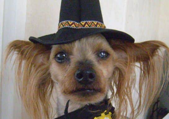 Ralph the Yorkshire Terrier