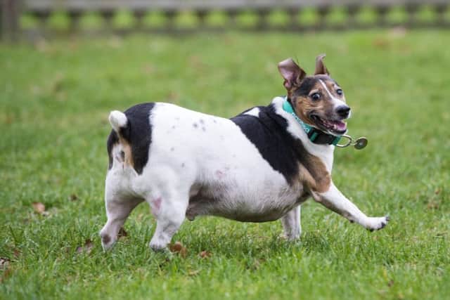 Alfie the overweight Jack Russell for the PDSA Pet Fit Club at the Bow, East London, surgery.
Picture by Ben Stevens
Monday 29th of January 2018