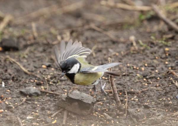 This incredible close-up of a blue tit landing with such precision was captured by Allan Robertson.
