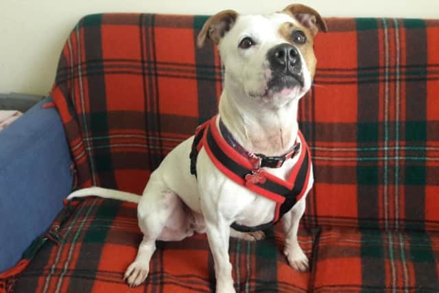 Can you give Nicky a home?