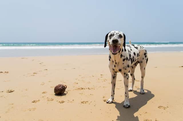 Make sure to plan ahead so that your dog can enjoy your family holiday as much as you do (Photo: Shutterstock)