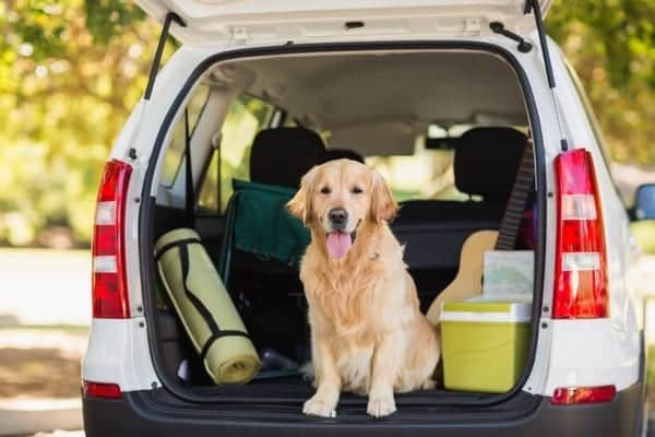 Your dog should travel in a crate in the boot of your car where possible (Photo: Shutterstock)