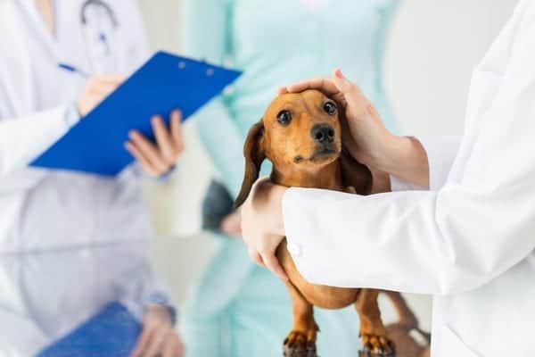 Make sure to take your dog for a check up at the vet before heading off on holiday (Photo: Shutterstock)
