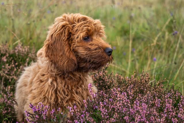 A cockapoo is a cross between a cocker spainel and a poodle (Photo: Shutterstock)