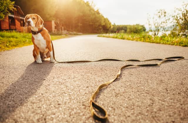 It’s a horrible situation when your family pet goes missing, but research has found that there are some places in the UK where it’s more likely to occur than others (Photo: Shutterstock)