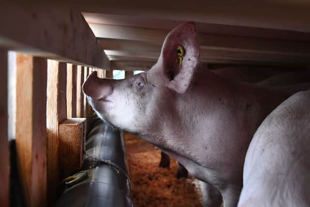 A new strain of swine flu has emerged in China-based in pigs (Getty Images)